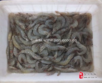 品江鮮，選集安——天天活海鮮與鴨綠江特產(chǎn)淡水魚(yú)批發(fā)及農(nóng)副產(chǎn)品銷(xiāo)售指南