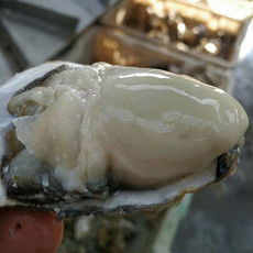 郵樂(lè)網(wǎng)海鮮水產(chǎn)全品類(lèi)采購(gòu)指南 報(bào)價(jià)、圖片與農(nóng)副產(chǎn)品一站式購(gòu)齊